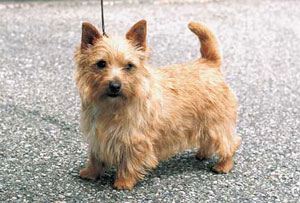 ノーリッチ・テリア