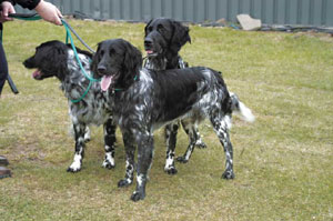 ラージ・ミュンスターレンダー