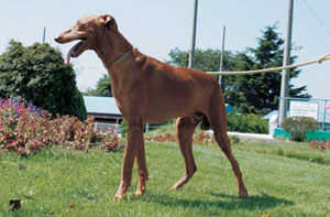 ファラオ・ハウンド