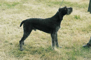 ジャーマン・ワイアーヘアード・ポインター