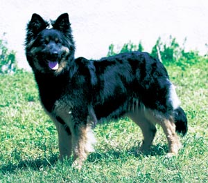 ボスニアン・シェパードドッグ