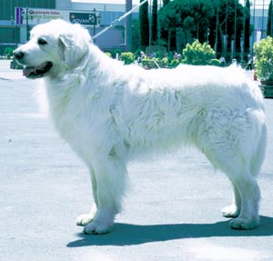 スロベンスキー・チュバック