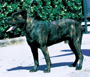 カオ・フィラ・デ・サン・ミヘル