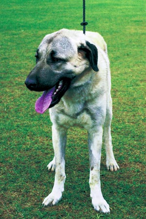 アナトリアン・シェパード・ドッグ