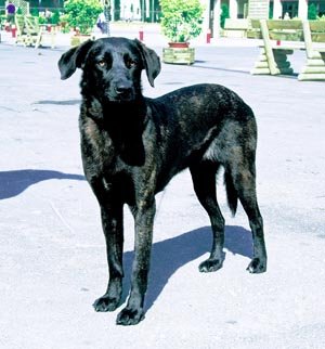 カストロ・ラボレイロ・ドッグ