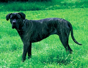 イタリアン・コルソ・ドッグ