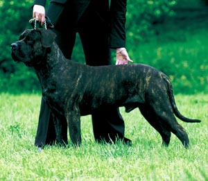 ドゴ・カナリオ