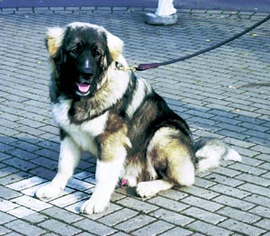 コーカシアン・シープドッグ