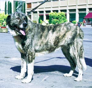 アレンティジョ・マスティフ