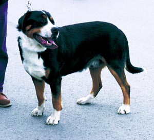 グレート・スイス・マウンテン・ドッグ