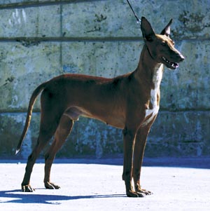 カナリアン・ハウンド