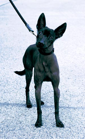 メキシカン・ヘアレス・ドッグ