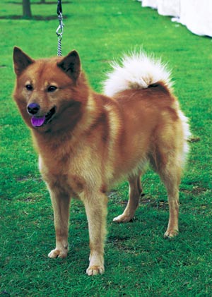 フィニッシュ・スピッツ