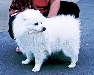 ヴォルビーノ・イタリアーノ