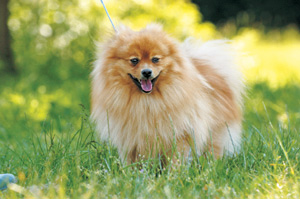 ジャーマン・スピッツ