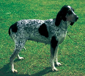 グレート・ガスコーニュ・ハウンド