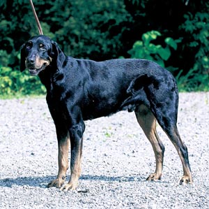 トランシルバニアン・ハウンド