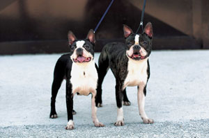 ボストン・テリア