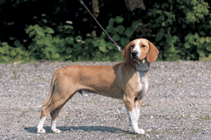 サヴァ・ハウンド