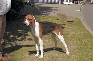 フレンチ・トリコロール・ハウンド