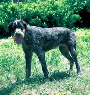 チェスキー・フォーセク