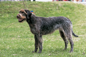 フレンチ・ラフヘアード・ポインター