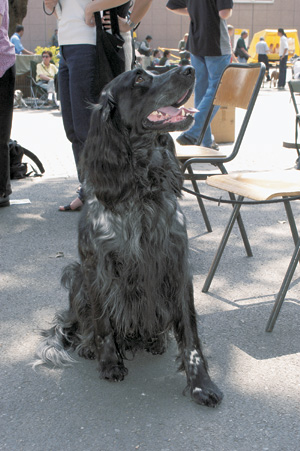 ブルー・ピカーディ・スパニエル