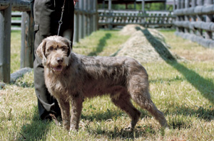 スロヴェンスキー・ポインター