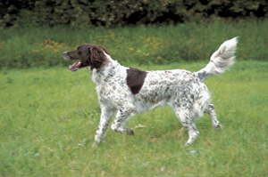 クライナー・ミュンスターレンダー