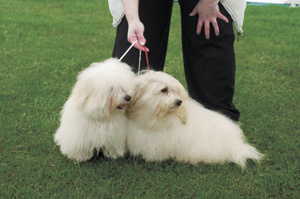 コトン・ド・テュレアール