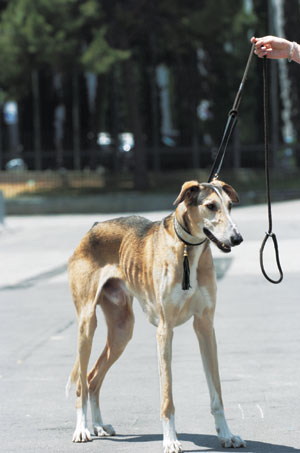 ポーリッシュ・グレーハウンド