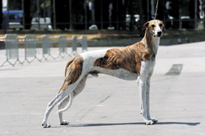 ハンガリアン・グレーハウンド