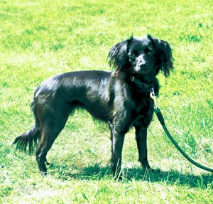 マルキースィエ