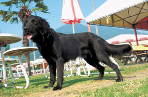 フラットコーテッド・レトリーバー