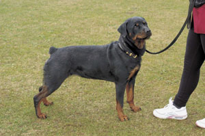 ロットワイラー