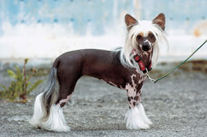 チャイニーズ・クレステッド・ドッグ