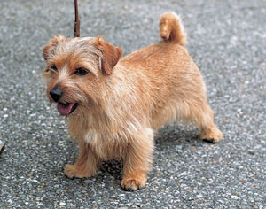 ノーフォーク・テリア