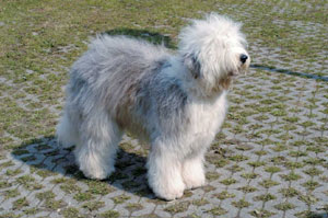 オールド・イングリッシュ・シープドッグ