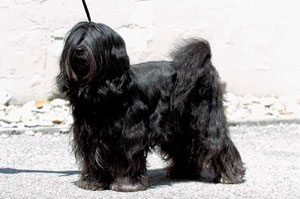 チベタン・テリア