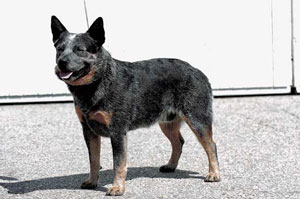 オーストラリアン・キャトル・ドッグ