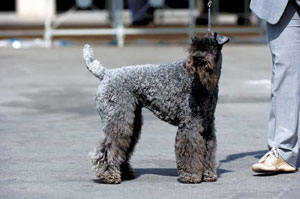 ケリー・ブルー・テリア