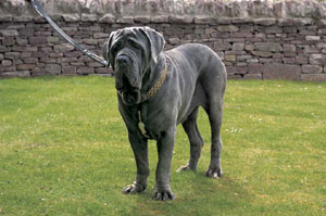 ナポリタン・マスティフ